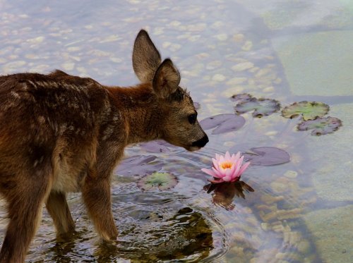 nightwatch-official:  small friends and plants 