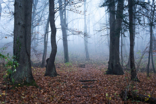 Urwald im Nebel by Oliver Henze Waldlandschaft | Posterlounge | Instagram