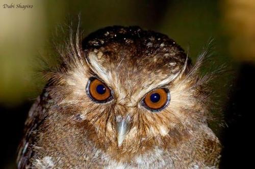 ainawgsd: Xenoglaux loweryi, the long-whiskered owlet, is a tiny owl that is endemic to a small area