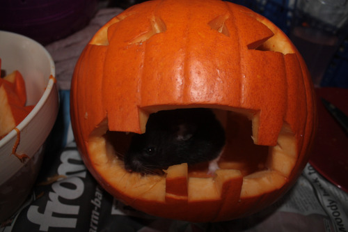 hamsters-in-pumpkins: Untitled by Katie stokes