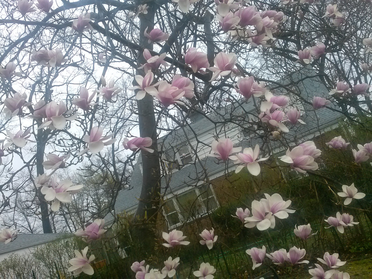 gnorwolves:  planticide:flowers on the tree in my front yard during april  🌱