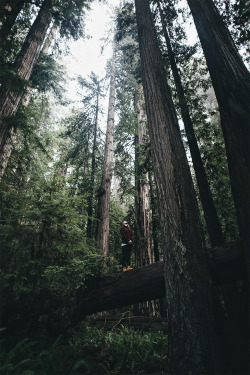 jrxdn:   The Redwoods | Instagram | Facebook