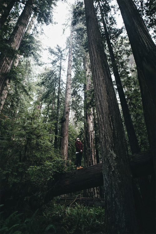jrxdn:  The Redwoods | Instagram | Facebook porn pictures
