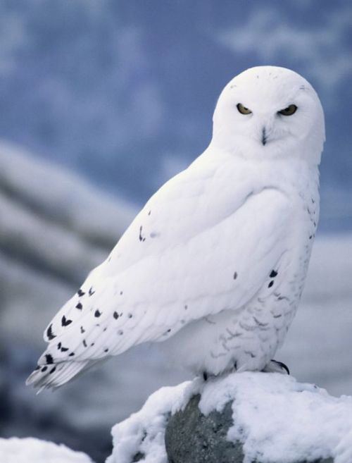 pastelog: An INTP Ravenclaw moodboard with books, music and a snowy owl patronus!!I hope you like it