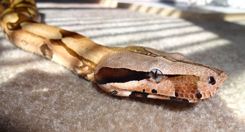 crispysnakes:Gave Cherry Coke a little time to stretch out.Cherry Coke - Suriname Red Tail Boa (boa 