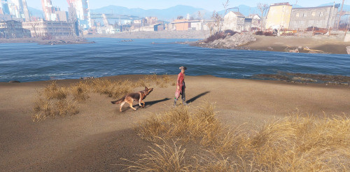 lunar-witch-wolf: yonah-lavellan: Dogmeat was following Hancock, it was just too cute. @kent-connoll