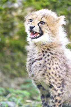lmmortalgod:  Cute chirping cheetah cub by Tambako The Jaguar