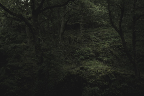 ardley:Forests of the United KingdomPhotographed by Freddie Ardley | website | instagram