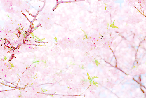 amekori:河津桜、松田山 by dreamylyricist ☆