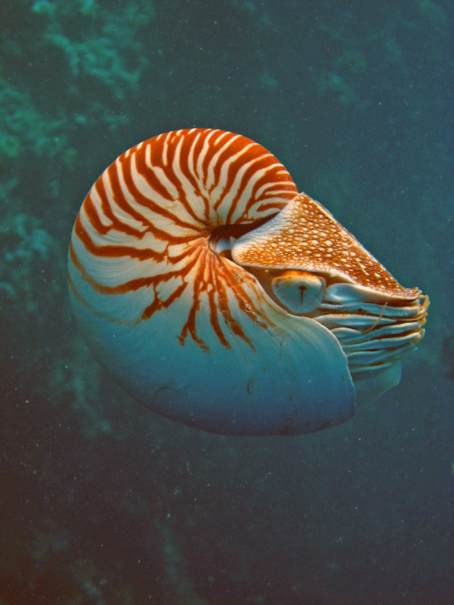 tentaclegarden: neuraldamage: chambered nautilus (via neuraldamage on Pinterest) a
