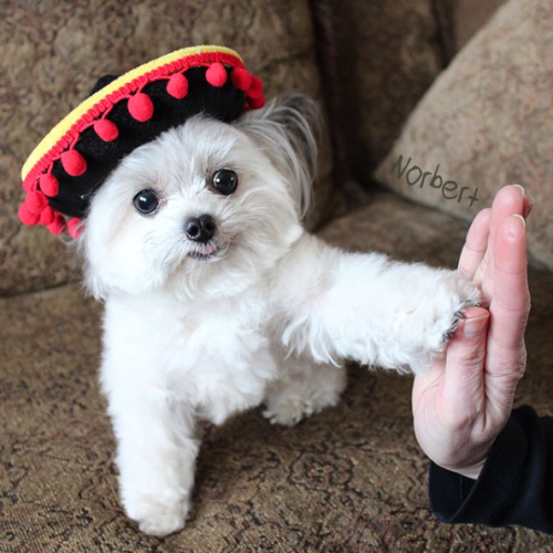 catsbeaversandducks:This little guy gives the coolest high-fives EVER.Photos by ©Norbert The Dog