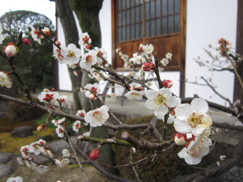 Plum Blossoms in Kyoto