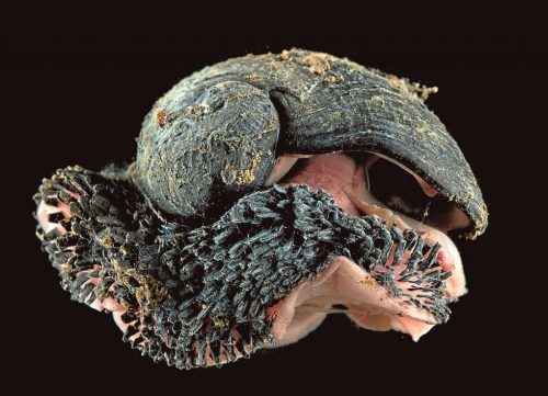 bogleech:blondebrainpower:The Scaly-Foot Snail ingests the toxic magma-fumes of hydrothermal vents a