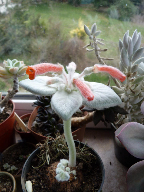 lsd-soaked-tampon:Rechsteineria leucotricha (by Sonja010)it looks like a moth flower