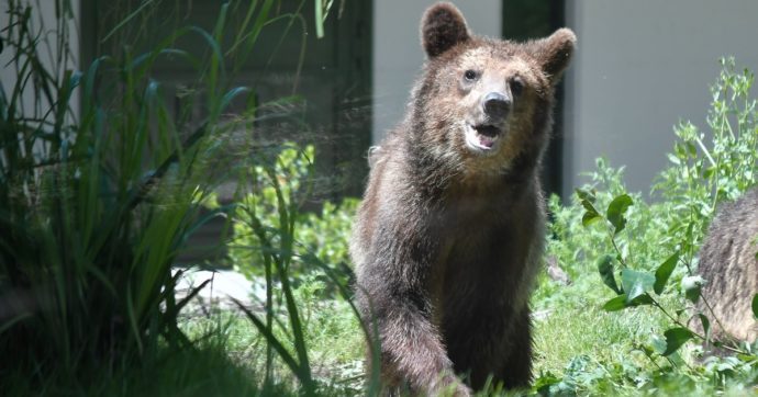 Trento, ergastolo per gli orsi M49 e M57: il solito scaricabarile all’italiana
Una sentenza storica, quella emessa dal Consiglio di Stato in merito alla detenzione dell’orso M57, uno dei due presenti al Casteller di Trento che ancora giacciono...