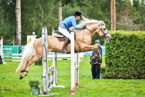 VoiveetiVoiveikko x Pimun SiruFinnhorse, StallionBorn 2010