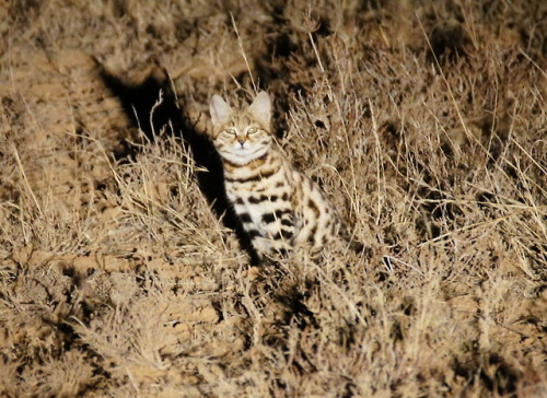 Ah, the Black-footed cat (Felis nigripes). Males weighing an average of 4.2 lbs, females at 2.9 lbs;