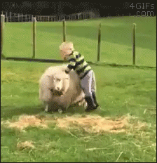 Kids try riding sheep