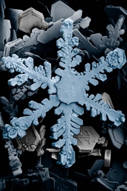 beautyofmicroscopy:  Ice crystal under a