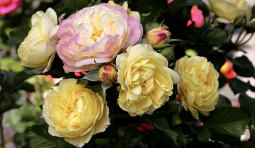 The eye-catching new rose that is helping The Huntington celebrate its centennial year was unveiled 