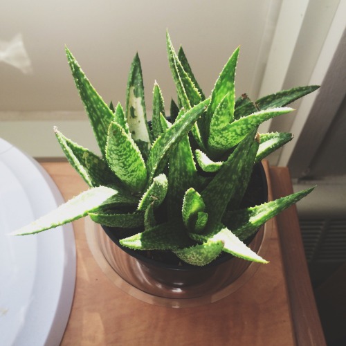wondrously-perish:My plant collection is growing