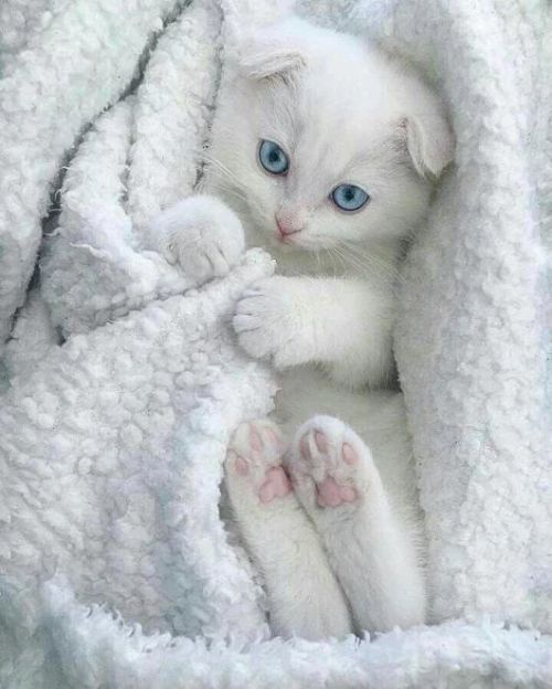 animals-addiction:Cozy cats