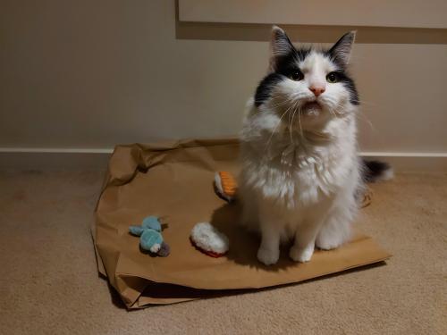 Appa likes collecting his toys and drops them on his favourite paper bag then calls us over to see h