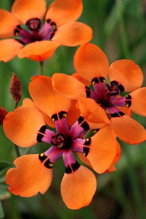 lostincape-town: flowersgardenlove: Sparaxis elegans Beautiful gorgeous pretty flowers ❂