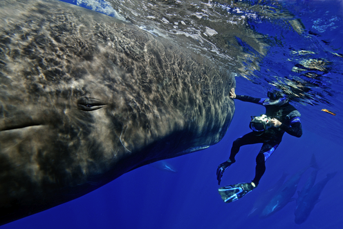 awkwardsituationist:  these pictures of spem whales were taken by dr. peter g. allinson