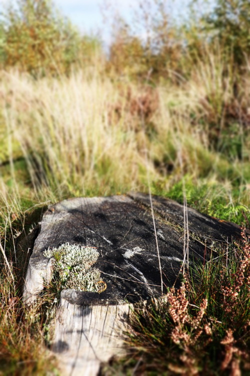 Woodland and Stone in Autumn, Ilton near Masham, Yorkshire, 15.10.17. I couldn’t help taking another