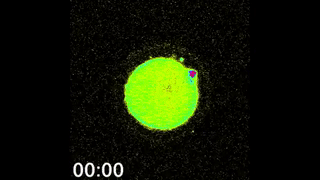alternativesquidwardtentacles:  sixpenceee:  When a sperm meets an egg!  There is an explosion of zinc atoms. Scientists introduced a chemical that responds to the presence of zinc by emitting light, so they could easily track zinc. This is a common