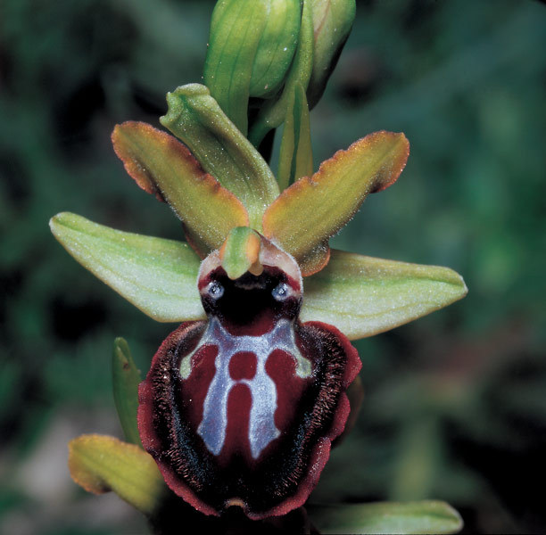 Natureza — Habenaria repens É a única orquídea aquática que...