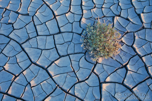 labelleabeille:Colourful flowers in Utah deserts by Guy Tal