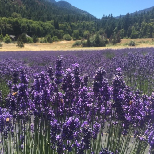 moriandtea: Lavender fields forever pt.II