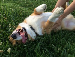 chubbythecorgi:  Found his funny bone