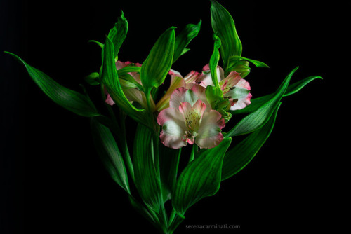 Alstroemeria Flower On Dark Background