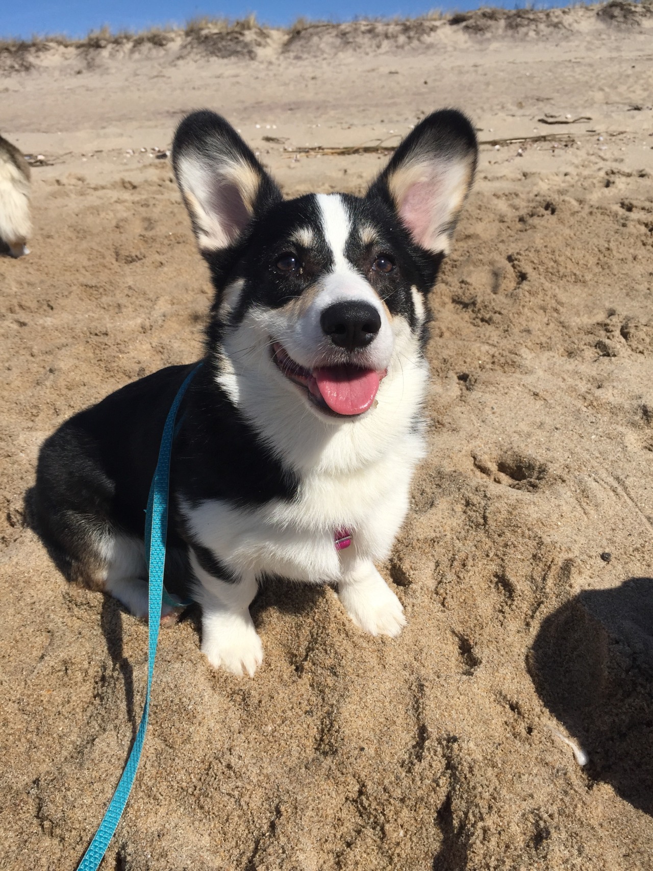 laceythecorgi:  Happy 1st Birthday to Louie Linus and all of his siblings! 