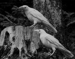 garmon-bozia:  I want to be inside your darkest everything. ☽●☾Albino ravens are very rare, there are just four in the world.  