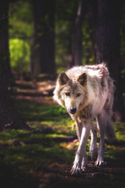 inceration:  wavemotions:  Lakota Wolf Preserve