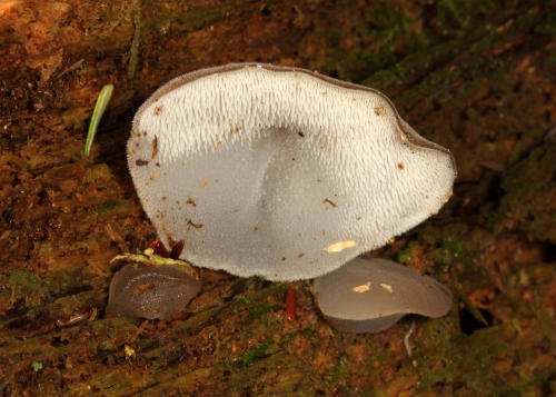 jelly tooth fungus or toothed jelly fungus (pseudohydnum gelatinosum) is an edible fungi which is of