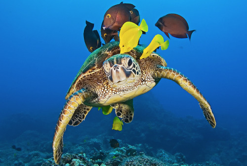 princessailorscout:  nubbsgalore:  photos by mike roberts, masa ushioda, peter liu and doug perrine of green sea turtles being cleaned by yellow tangs, goldring surgeonfish and saddle wrasse. by feeding on the algea and parasites which grow on the turtle