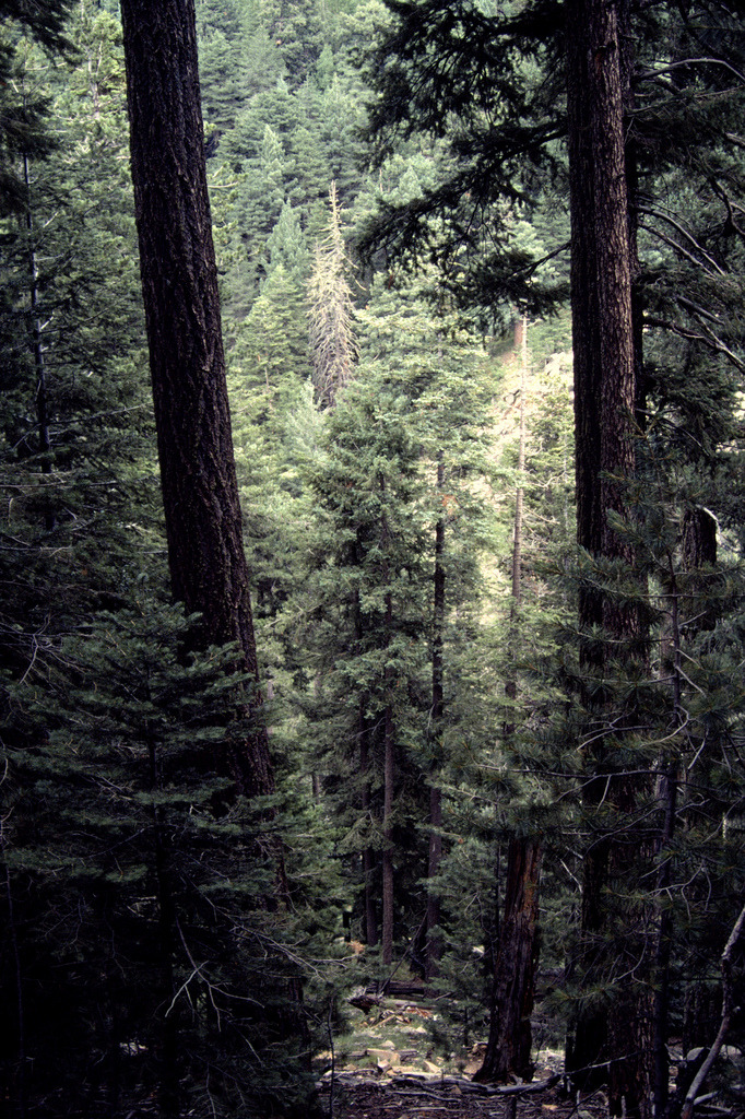 brutalgeneration:  Pinaleño Mountains (by Distraction Limited) 