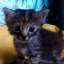 newborn-q