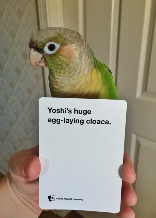 Cards Against Humanity is body shaming my poor Yoshi. Rude. She’s a good birb, she doesn&rsquo