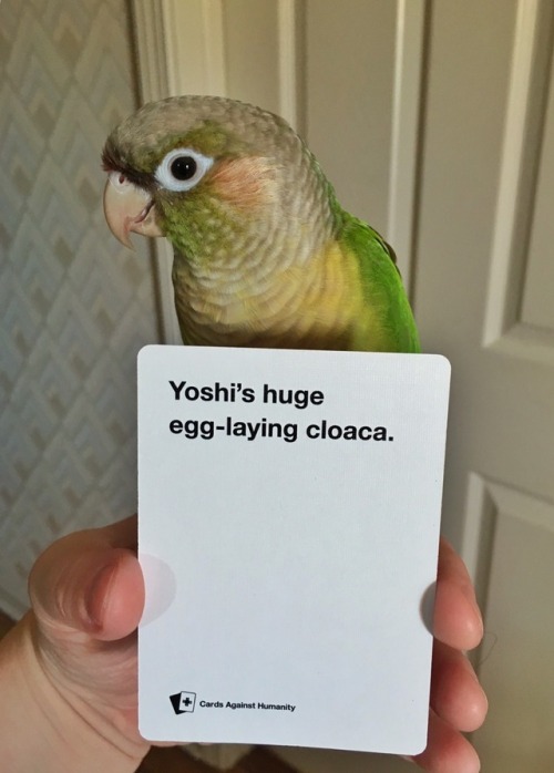 Cards Against Humanity is body shaming my poor Yoshi. Rude. She’s a good birb, she doesn’t deserve t