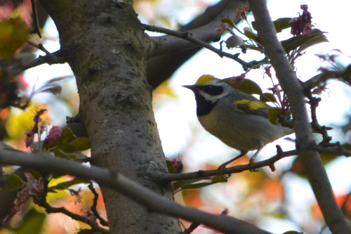 Golden-winged warbler in Riverside Park (May 2020)