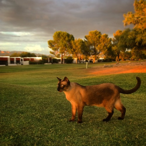 aurraandjango:Enjoying the orange sunset.