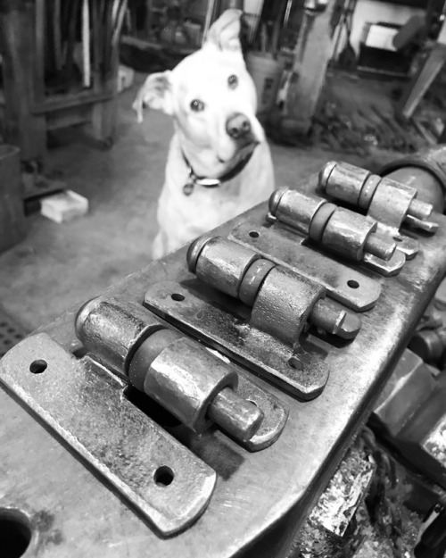 dirtysmith: #forged hinges are ready for the #fireplace doors. I woke Axle up for the pic…int