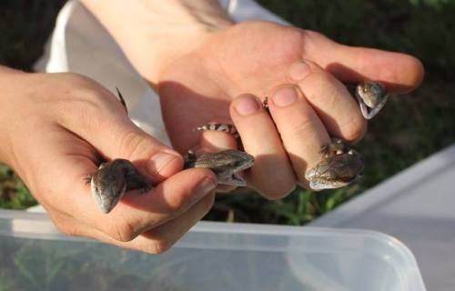 snakeoutbrisbane:Eastern blue tongued lizard (Tiliqua scincoides)CUTENESS!!! Interesting call, a cli