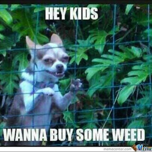 aaannnddy:  Me at work. #heykids #weed #dogsofinstagram porn pictures